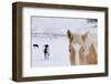 USA, Montana, Gardiner. Palomino paint horse with shaggy winter coats in snow.-Cindy Miller Hopkins-Framed Photographic Print