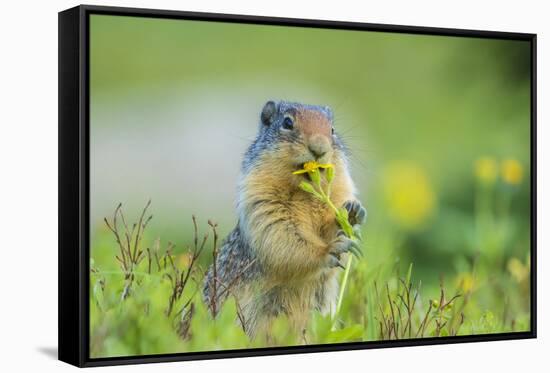 USA, Montana, Glacier National Park. Columbian ground squirrel eating flower.-Jaynes Gallery-Framed Stretched Canvas