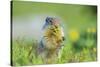 USA, Montana, Glacier National Park. Columbian ground squirrel eating flower.-Jaynes Gallery-Stretched Canvas