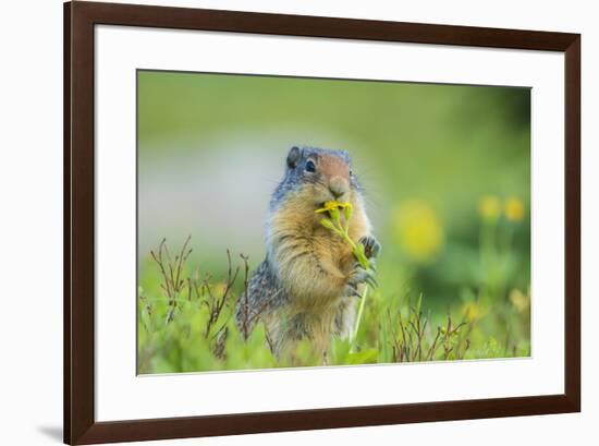 USA, Montana, Glacier National Park. Columbian ground squirrel eating flower.-Jaynes Gallery-Framed Photographic Print