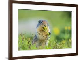 USA, Montana, Glacier National Park. Columbian ground squirrel eating flower.-Jaynes Gallery-Framed Photographic Print