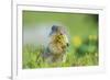 USA, Montana, Glacier National Park. Columbian ground squirrel eating flower.-Jaynes Gallery-Framed Photographic Print