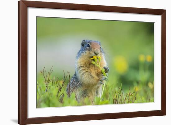 USA, Montana, Glacier National Park. Columbian ground squirrel eating flower.-Jaynes Gallery-Framed Photographic Print