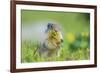 USA, Montana, Glacier National Park. Columbian ground squirrel eating flower.-Jaynes Gallery-Framed Photographic Print