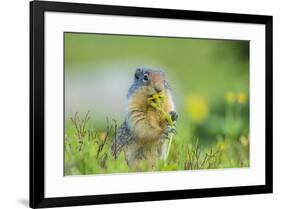 USA, Montana, Glacier National Park. Columbian ground squirrel eating flower.-Jaynes Gallery-Framed Photographic Print