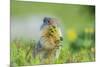 USA, Montana, Glacier National Park. Columbian ground squirrel eating flower.-Jaynes Gallery-Mounted Photographic Print