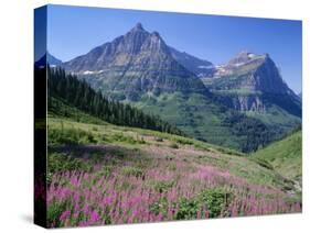 USA, Montana, Glacier National Park, Mount Oberlin and Mount Cannon Rise Beyond Meadow of Fireweed-John Barger-Stretched Canvas