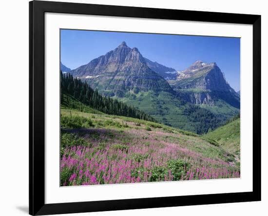 USA, Montana, Glacier National Park, Mount Oberlin and Mount Cannon Rise Beyond Meadow of Fireweed-John Barger-Framed Photographic Print