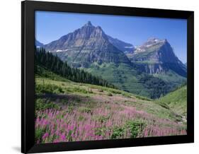 USA, Montana, Glacier National Park, Mount Oberlin and Mount Cannon Rise Beyond Meadow of Fireweed-John Barger-Framed Photographic Print