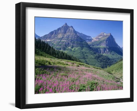 USA, Montana, Glacier National Park, Mount Oberlin and Mount Cannon Rise Beyond Meadow of Fireweed-John Barger-Framed Photographic Print