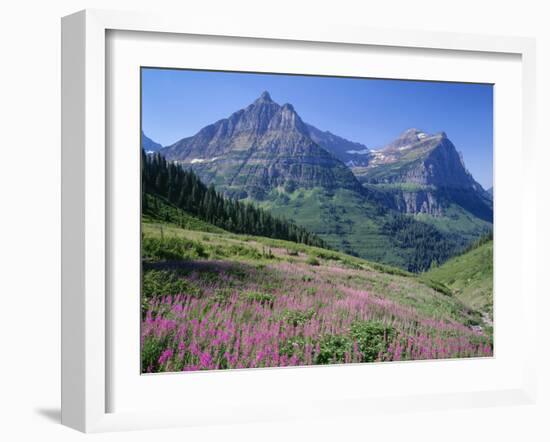 USA, Montana, Glacier National Park, Mount Oberlin and Mount Cannon Rise Beyond Meadow of Fireweed-John Barger-Framed Photographic Print