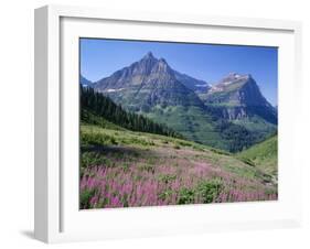 USA, Montana, Glacier National Park, Mount Oberlin and Mount Cannon Rise Beyond Meadow of Fireweed-John Barger-Framed Photographic Print