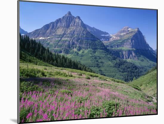 USA, Montana, Glacier National Park, Mount Oberlin and Mount Cannon Rise Beyond Meadow of Fireweed-John Barger-Mounted Photographic Print