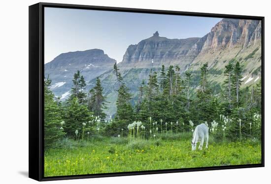 USA, Montana, Glacier National Park. Mountain goat grazing in meadow.-Jaynes Gallery-Framed Stretched Canvas