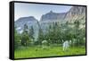 USA, Montana, Glacier National Park. Mountain goat grazing in meadow.-Jaynes Gallery-Framed Stretched Canvas