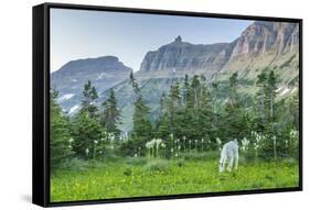 USA, Montana, Glacier National Park. Mountain goat grazing in meadow.-Jaynes Gallery-Framed Stretched Canvas