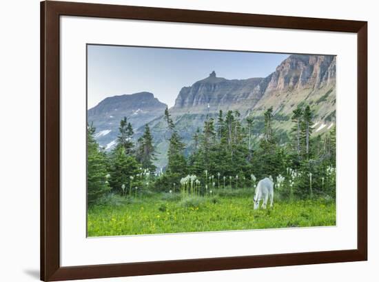USA, Montana, Glacier National Park. Mountain goat grazing in meadow.-Jaynes Gallery-Framed Photographic Print