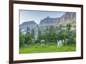 USA, Montana, Glacier National Park. Mountain goat grazing in meadow.-Jaynes Gallery-Framed Photographic Print