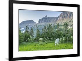 USA, Montana, Glacier National Park. Mountain goat grazing in meadow.-Jaynes Gallery-Framed Photographic Print