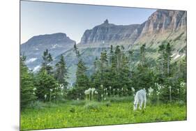 USA, Montana, Glacier National Park. Mountain goat grazing in meadow.-Jaynes Gallery-Mounted Photographic Print