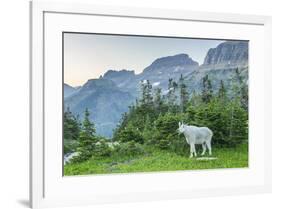 USA, Montana, Glacier National Park. Mountain goat in meadow.-Jaynes Gallery-Framed Photographic Print