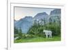 USA, Montana, Glacier National Park. Mountain goat in meadow.-Jaynes Gallery-Framed Photographic Print