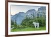 USA, Montana, Glacier National Park. Mountain goat in meadow.-Jaynes Gallery-Framed Photographic Print