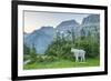 USA, Montana, Glacier National Park. Mountain goat in meadow.-Jaynes Gallery-Framed Photographic Print