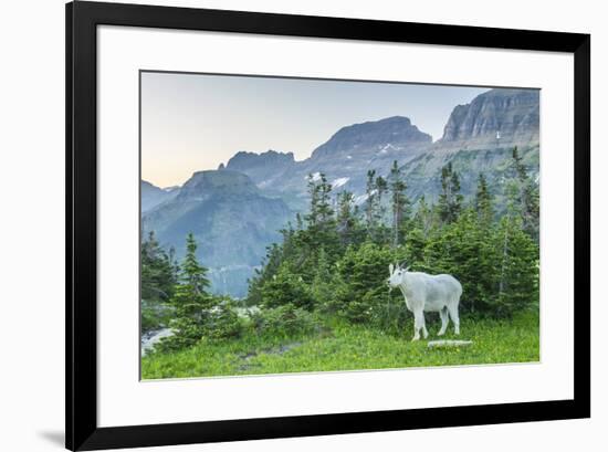 USA, Montana, Glacier National Park. Mountain goat in meadow.-Jaynes Gallery-Framed Photographic Print