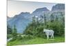 USA, Montana, Glacier National Park. Mountain goat in meadow.-Jaynes Gallery-Mounted Photographic Print