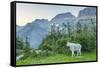 USA, Montana, Glacier National Park. Mountain goat in meadow.-Jaynes Gallery-Framed Stretched Canvas