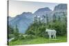 USA, Montana, Glacier National Park. Mountain goat in meadow.-Jaynes Gallery-Stretched Canvas