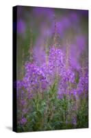USA, Montana, Glacier National Park. Wild fireweed blossoms.-Don Grall-Stretched Canvas