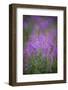 USA, Montana, Glacier National Park. Wild fireweed blossoms.-Don Grall-Framed Photographic Print