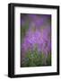 USA, Montana, Glacier National Park. Wild fireweed blossoms.-Don Grall-Framed Photographic Print