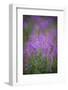 USA, Montana, Glacier National Park. Wild fireweed blossoms.-Don Grall-Framed Photographic Print