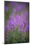 USA, Montana, Glacier National Park. Wild fireweed blossoms.-Don Grall-Mounted Photographic Print