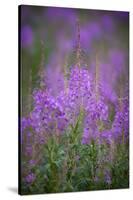 USA, Montana, Glacier National Park. Wild fireweed blossoms.-Don Grall-Stretched Canvas