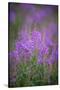 USA, Montana, Glacier National Park. Wild fireweed blossoms.-Don Grall-Stretched Canvas