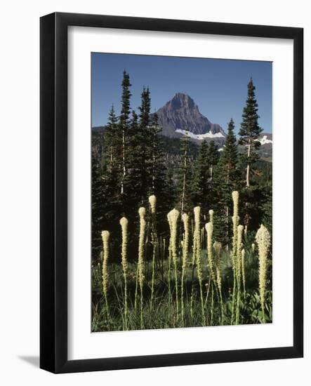 USA, Montana, Glacier NP, Bear Grass (Xerophyllum Tenax) Wildflowers-Christopher Talbot Frank-Framed Photographic Print