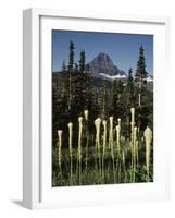 USA, Montana, Glacier NP, Bear Grass (Xerophyllum Tenax) Wildflowers-Christopher Talbot Frank-Framed Photographic Print