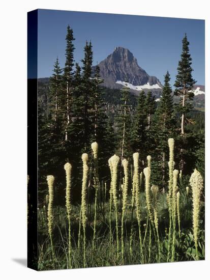 USA, Montana, Glacier NP, Bear Grass (Xerophyllum Tenax) Wildflowers-Christopher Talbot Frank-Stretched Canvas
