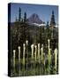 USA, Montana, Glacier NP, Bear Grass (Xerophyllum Tenax) Wildflowers-Christopher Talbot Frank-Stretched Canvas