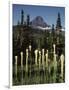 USA, Montana, Glacier NP, Bear Grass (Xerophyllum Tenax) Wildflowers-Christopher Talbot Frank-Framed Photographic Print