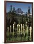 USA, Montana, Glacier NP, Bear Grass (Xerophyllum Tenax) Wildflowers-Christopher Talbot Frank-Framed Photographic Print