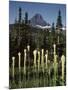 USA, Montana, Glacier NP, Bear Grass (Xerophyllum Tenax) Wildflowers-Christopher Talbot Frank-Mounted Photographic Print