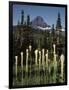 USA, Montana, Glacier NP, Bear Grass (Xerophyllum Tenax) Wildflowers-Christopher Talbot Frank-Framed Photographic Print