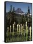 USA, Montana, Glacier NP, Bear Grass (Xerophyllum Tenax) Wildflowers-Christopher Talbot Frank-Framed Stretched Canvas