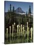 USA, Montana, Glacier NP, Bear Grass (Xerophyllum Tenax) Wildflowers-Christopher Talbot Frank-Stretched Canvas