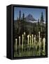 USA, Montana, Glacier NP, Bear Grass (Xerophyllum Tenax) Wildflowers-Christopher Talbot Frank-Framed Stretched Canvas